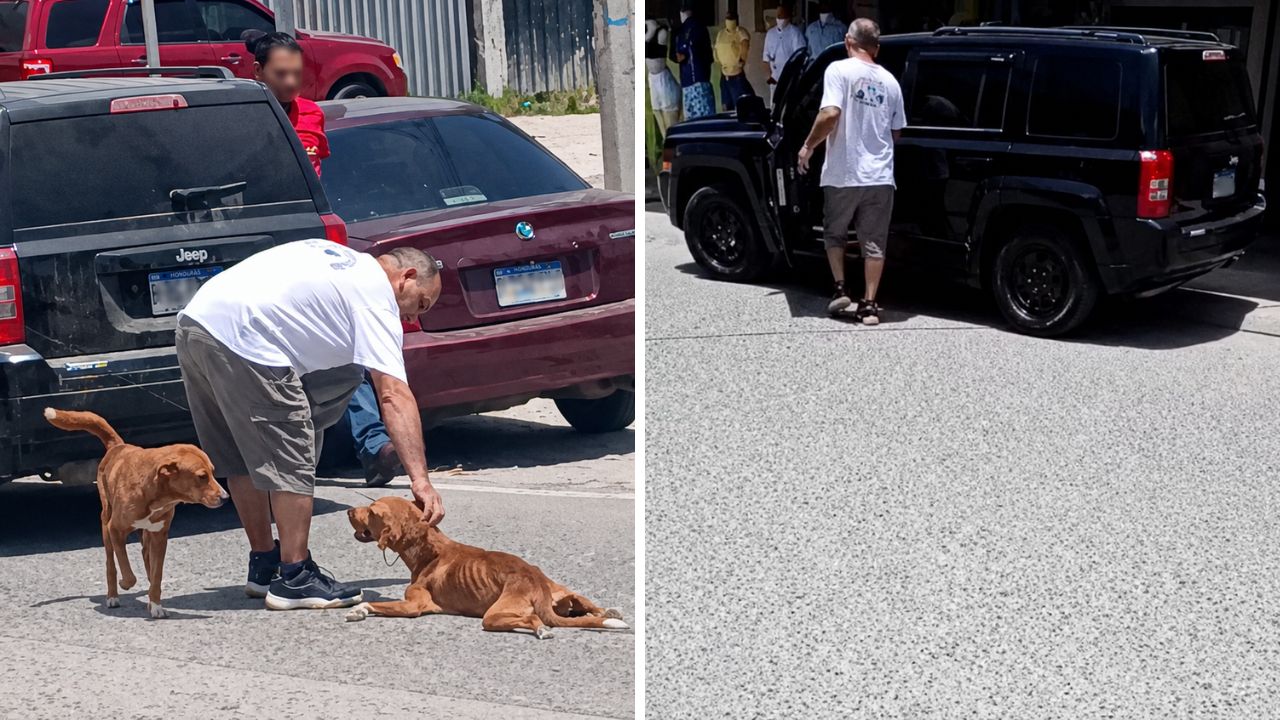 VIDEOS: Esto pasó con hombre que arrastró a perrito con su vehículo en Choloma Imagen principal de VIDEOS: Esto pasó con hombre que arrastró a perrito con su vehículo en Choloma