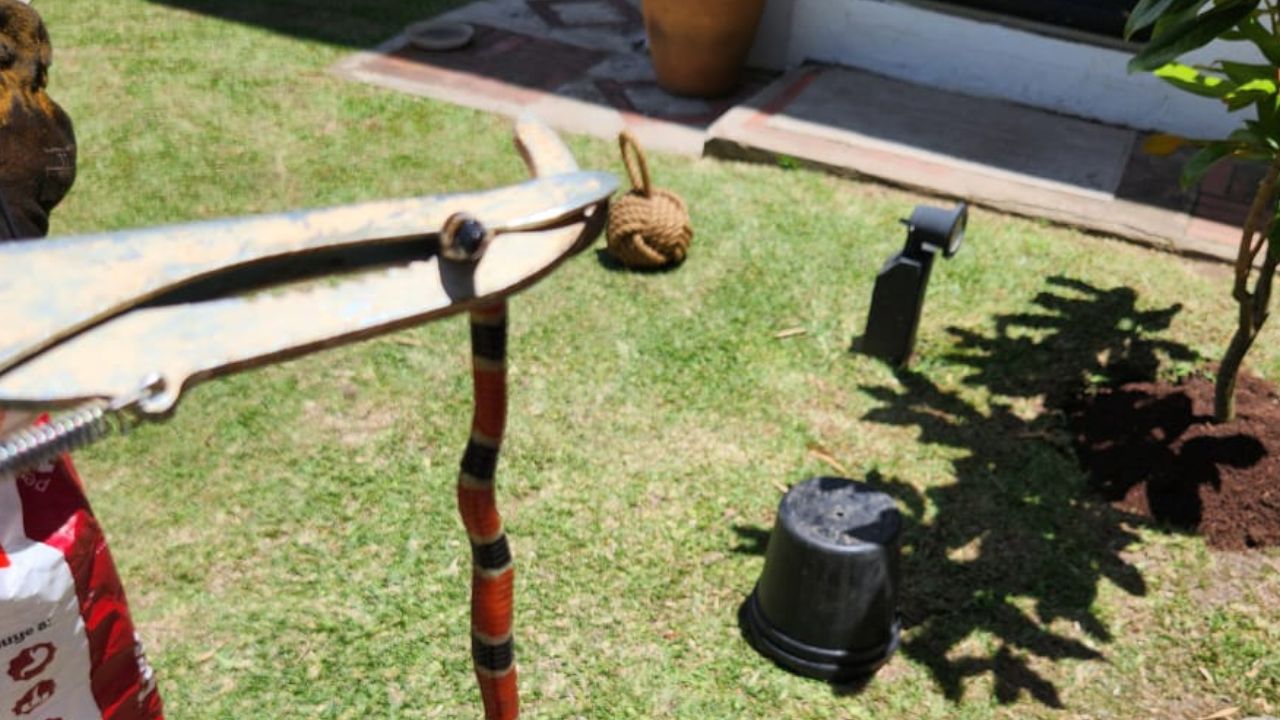 Serpiente venenosa sorprende a familia en colonia de Tegucigalpa Imagen principal de Serpiente venenosa sorprende a familia en colonia de Tegucigalpa