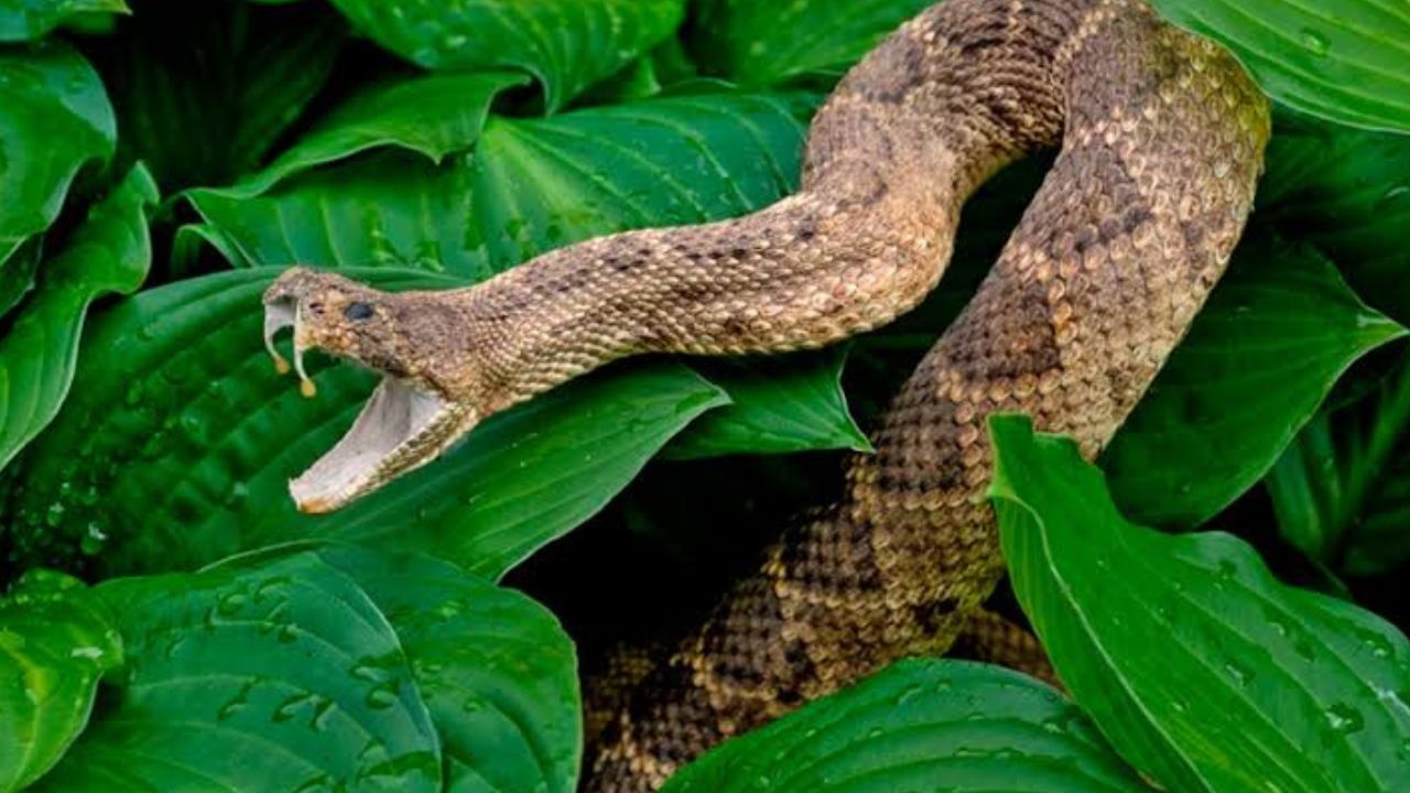 Vídeo: 'Para que vean, estamos perdidos', campesinos hallan serpiente con patas Imagen principal de Vídeo: 'Para que vean, estamos perdidos', campesinos hallan serpiente con patas