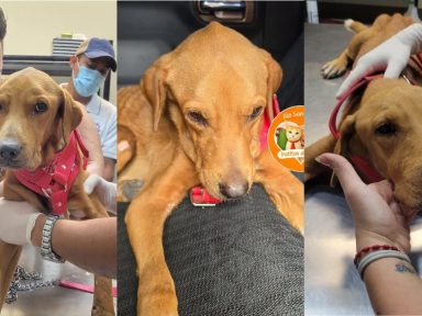 Imagen de Revelan el delicado estado de salud de Asher, el perrito rescatado en Choloma
