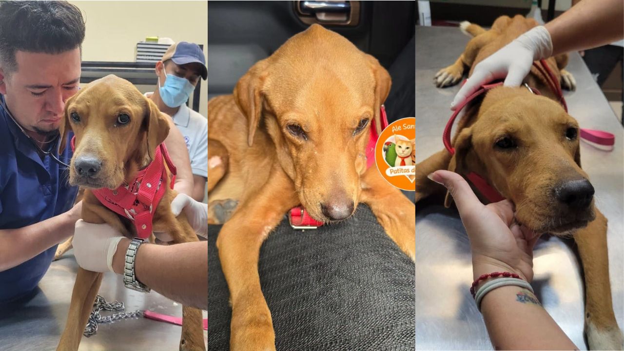 Revelan el delicado estado de salud de Asher, el perrito rescatado en Choloma Imagen principal de Revelan el delicado estado de salud de Asher, el perrito rescatado en Choloma