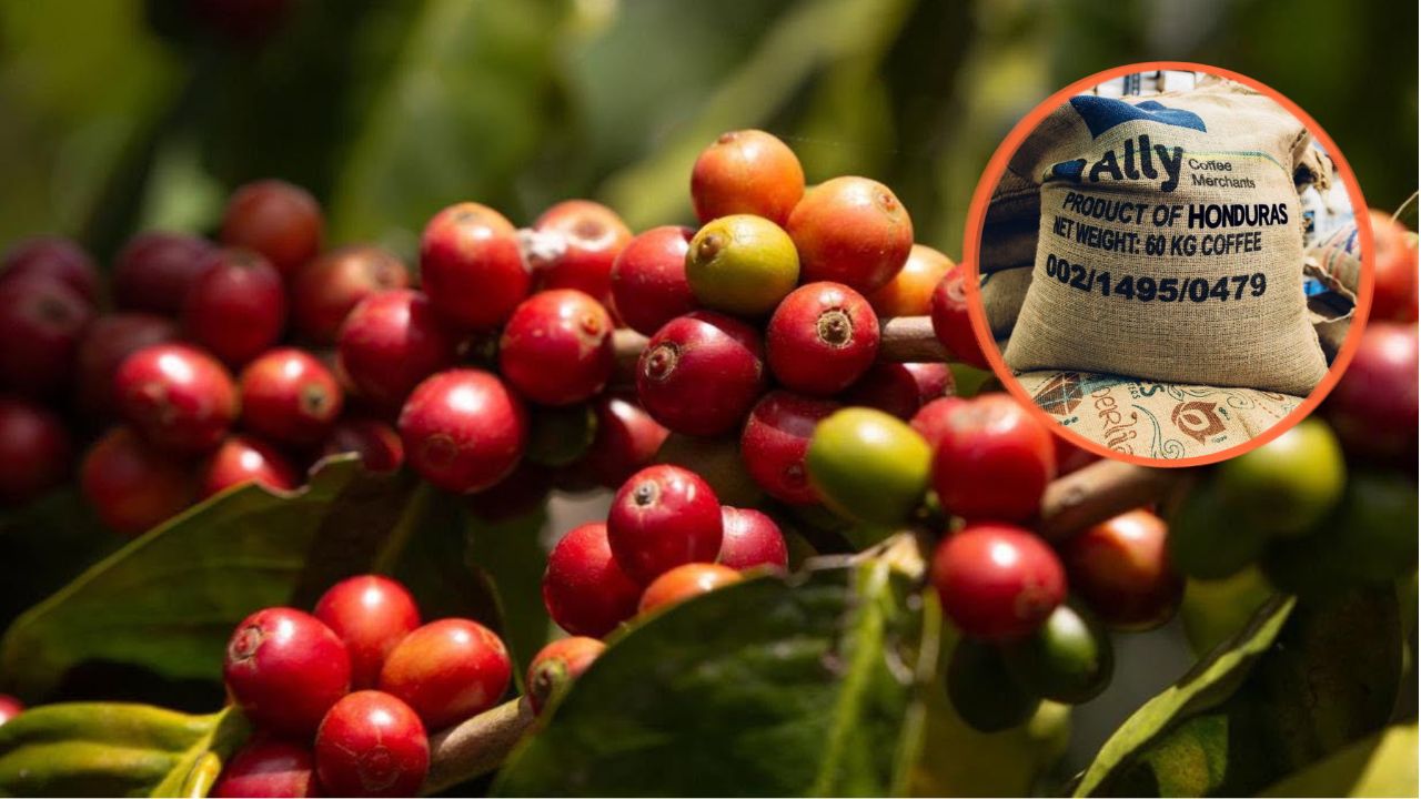 Café hondureño rompe récord: exporta más de 7 millones de quintales y supera los $2,350 millones Imagen principal de Café hondureño rompe récord: exporta más de 7 millones de quintales y supera los $2,350 millones