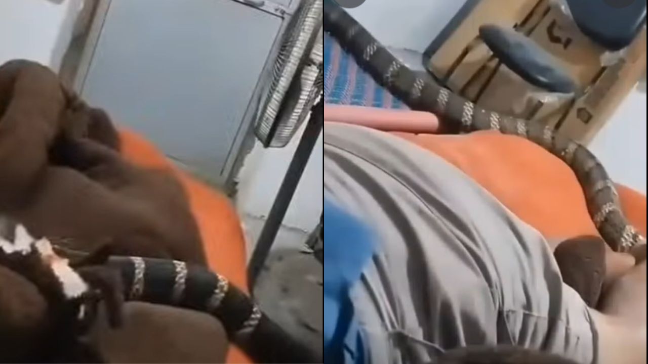 Hombre despierta y descubre una serpiente venenosa en su cama: captura todo en video Imagen principal de Hombre despierta y descubre una serpiente venenosa en su cama: captura todo en video