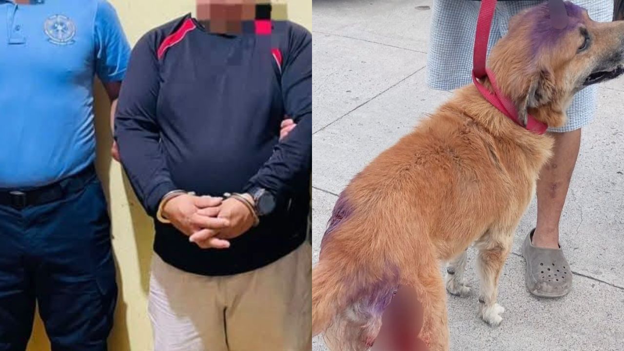 Tras denuncia por maltrato, capturan a hombre por machetear a Roco, un perro de 11 años Imagen principal de Tras denuncia por maltrato, capturan a hombre por machetear a Roco, un perro de 11 años