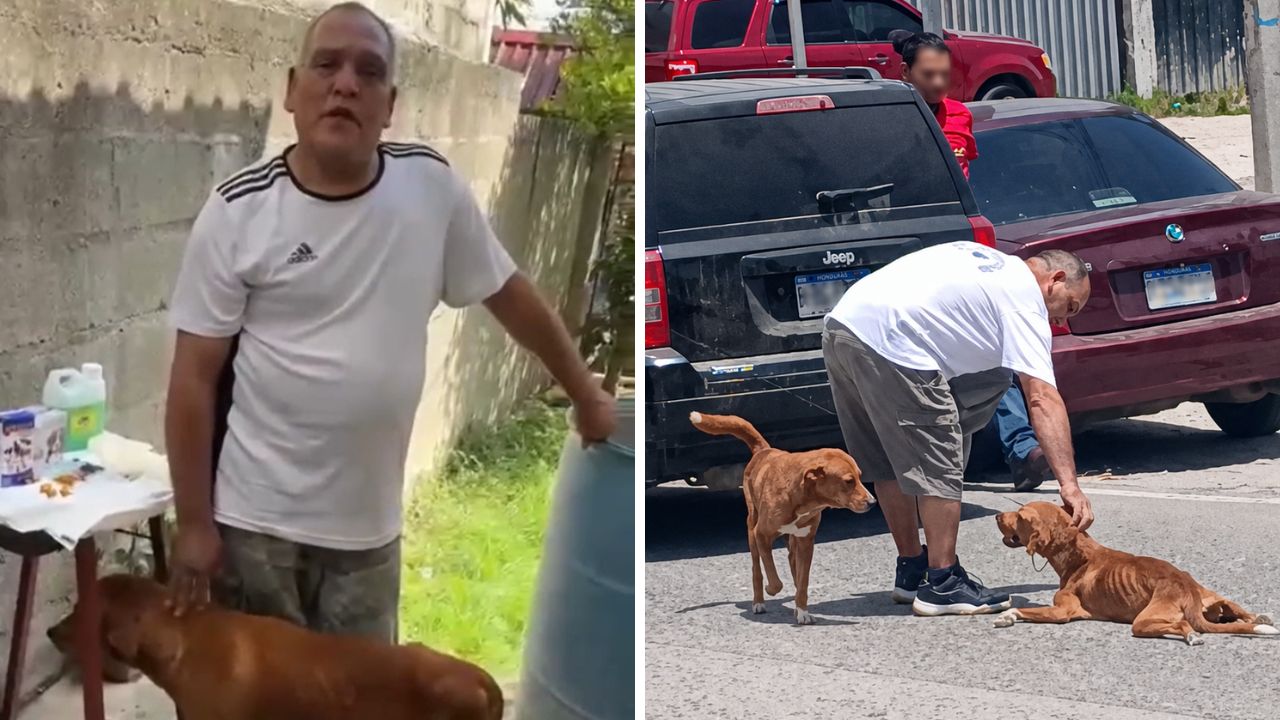 'Pensé que mis perros podían llegar así': versión de conductor que arrastró a su can Imagen principal de 'Pensé que mis perros podían llegar así': versión de conductor que arrastró a su can