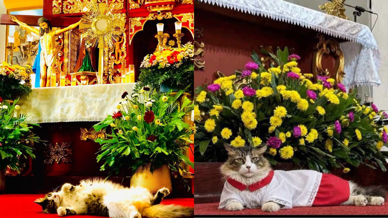 Adiós a “Licho”: el gatito monaguillo que se ganó el corazón de los parroquianos Imagen principal de Adiós a “Licho”: el gatito monaguillo que se ganó el corazón de los parroquianos