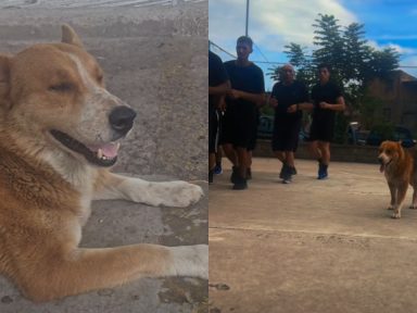 Imagen de Lucho, el perrito que venció a la muerte y ahora es insignia de la Policía Municipal