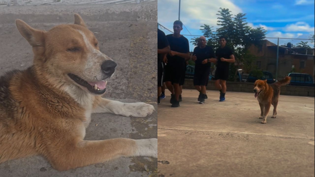 Lucho, el perrito que venció a la muerte y ahora es insignia de la Policía Municipal Imagen principal de Lucho, el perrito que venció a la muerte y ahora es insignia de la Policía Municipal