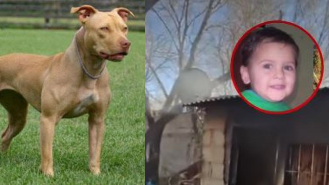 Video: Perro mata a niño de tres años y vecinos incendian casa de sus dueños Imagen principal de Video: Perro mata a niño de tres años y vecinos incendian casa de sus dueños