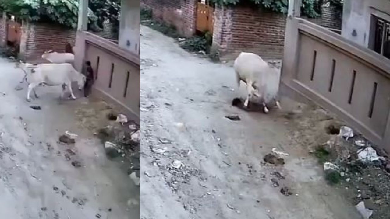 Gritos de espanto: Graban cuando enfurecida vaca ataca a niña en plena calle Imagen principal de Gritos de espanto: Graban cuando enfurecida vaca ataca a niña en plena calle