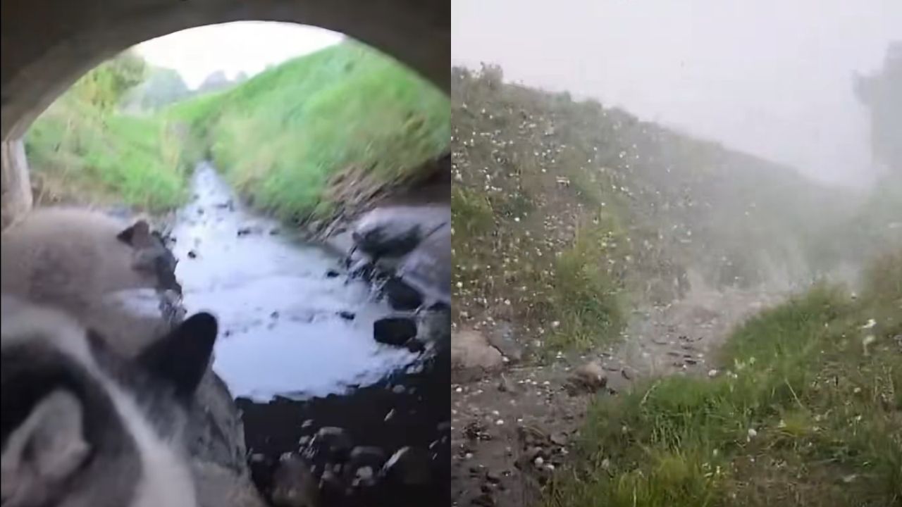 Notificación al celular salva a una mujer y a su perro de una tormenta de granizo Imagen principal de Notificación al celular salva a una mujer y a su perro de una tormenta de granizo