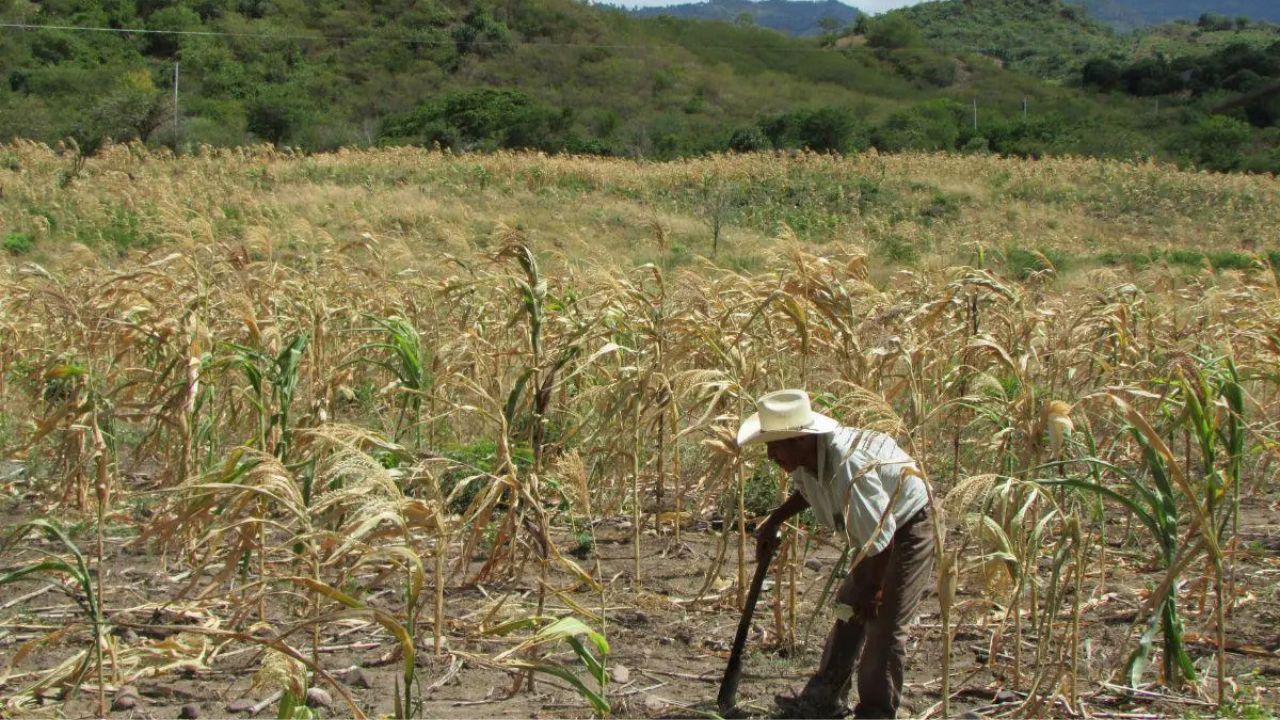 Crisis por sequía en Honduras: 234 municipios declarados en alerta Imagen principal de Crisis por sequía en Honduras: 234 municipios declarados en alerta