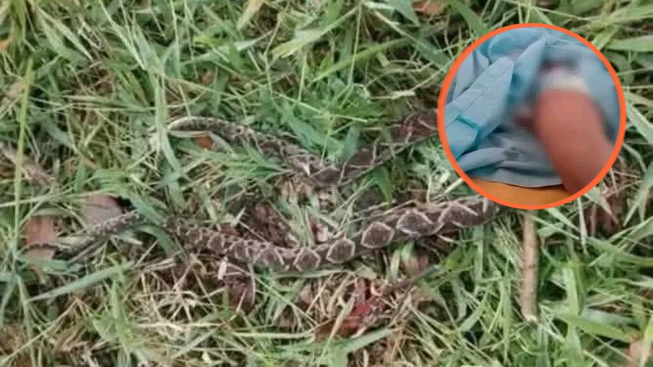 Imagen de Jugaba en el jardín: niña de 4 años muere tras mordedura de barba amarilla
