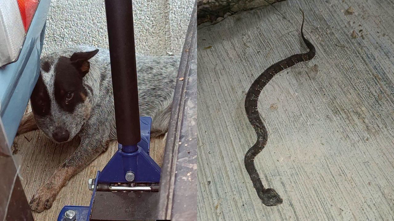 Tyson, el perrito que se volvió héroe al defender familia de una serpiente venenosa Imagen principal de Tyson, el perrito que se volvió héroe al defender familia de una serpiente venenosa