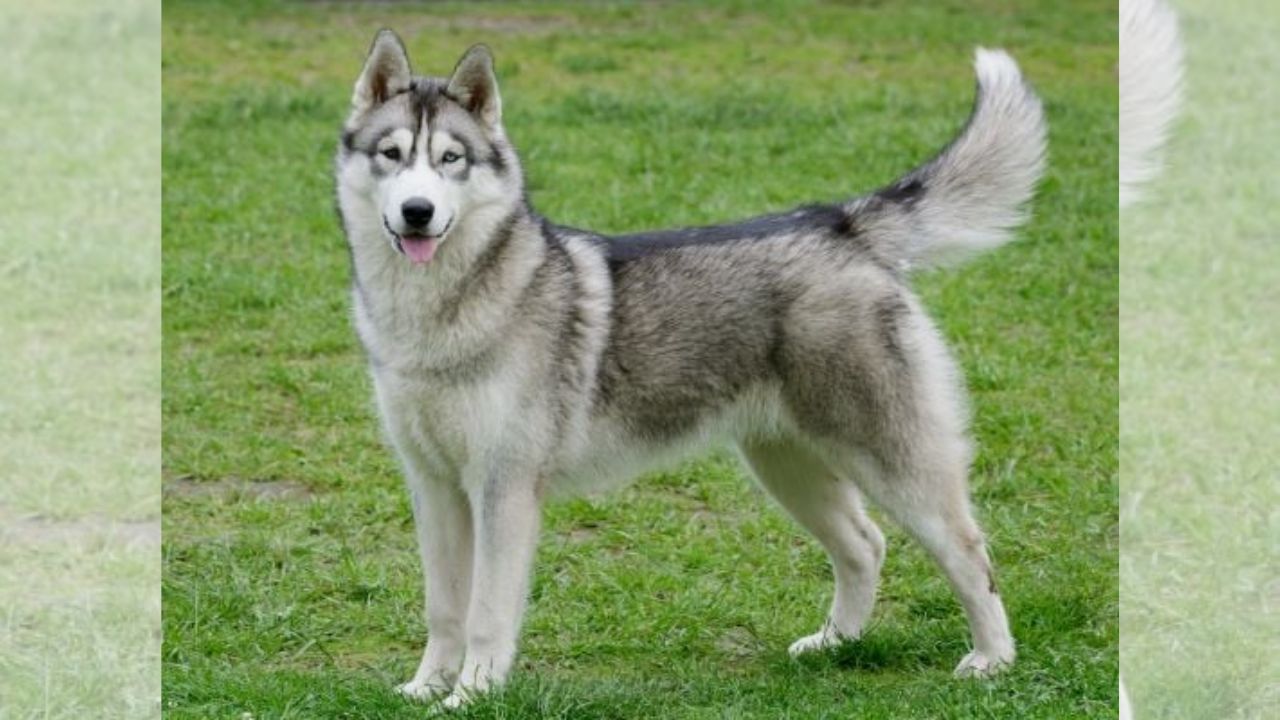 Imagen principal de Le pagarán comida y veterinario: perro recibe pensión tras divorcio de sus dueños
