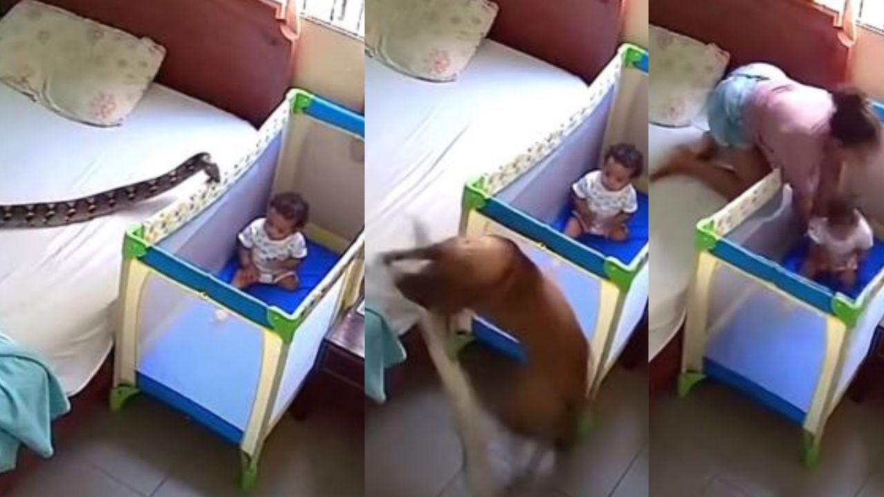 'Dios mío': Perro protege a bebé ante amenaza de una enorme serpiente Imagen principal de 'Dios mío': Perro protege a bebé ante amenaza de una enorme serpiente