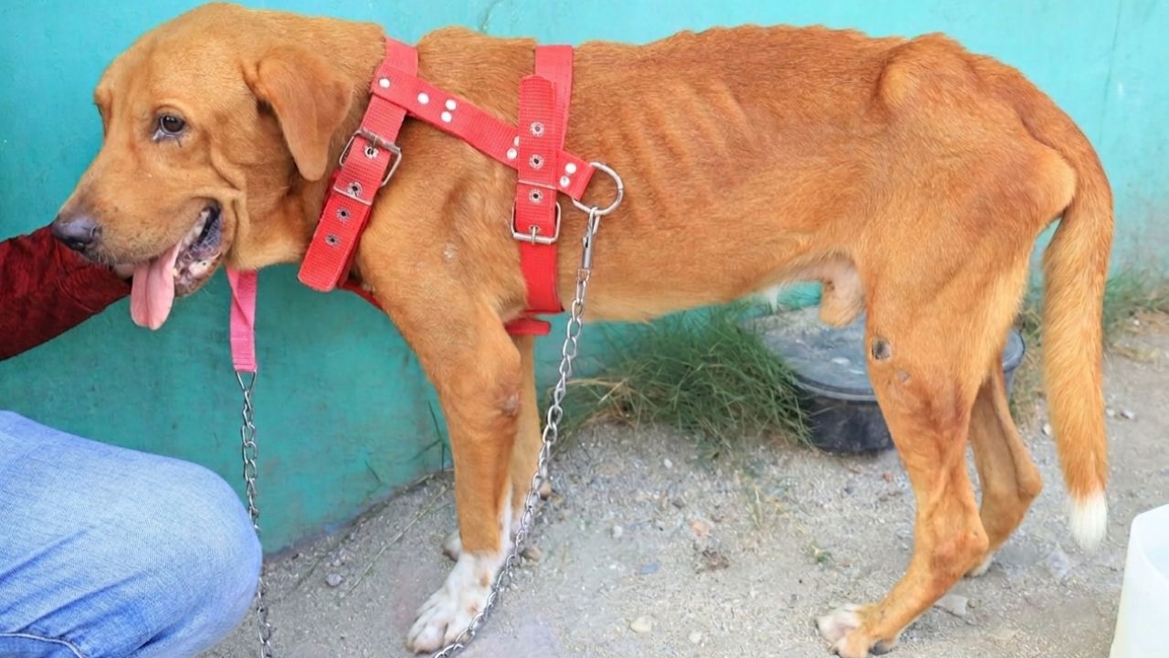 Rescatan a Spike, perro arrastrado en Choloma por su dueño, quien fue sancionado Imagen principal de Rescatan a Spike, perro arrastrado en Choloma por su dueño, quien fue sancionado
