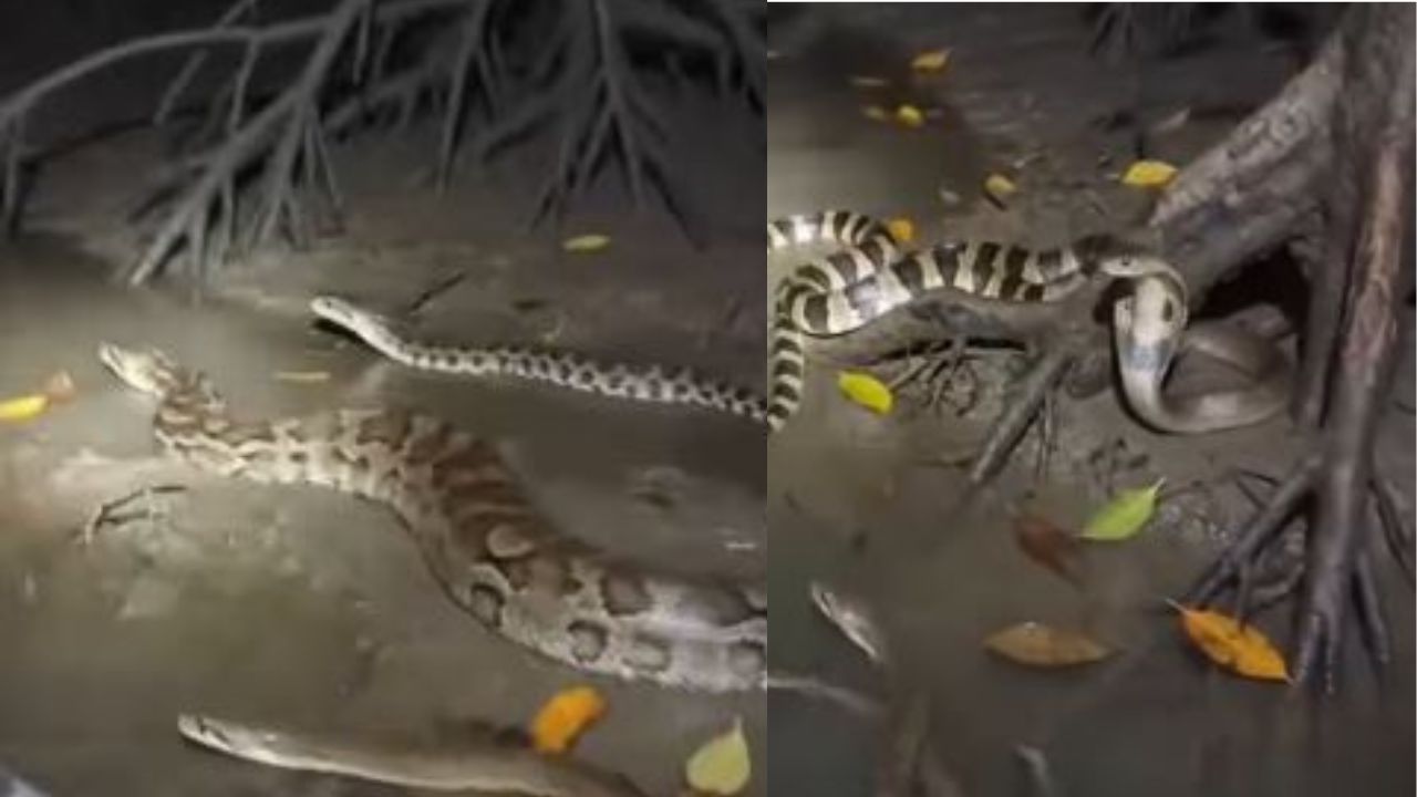 Imponente video: así habitan en el Amazonas boas y anacondas Imagen principal de Imponente video: así habitan en el Amazonas boas y anacondas