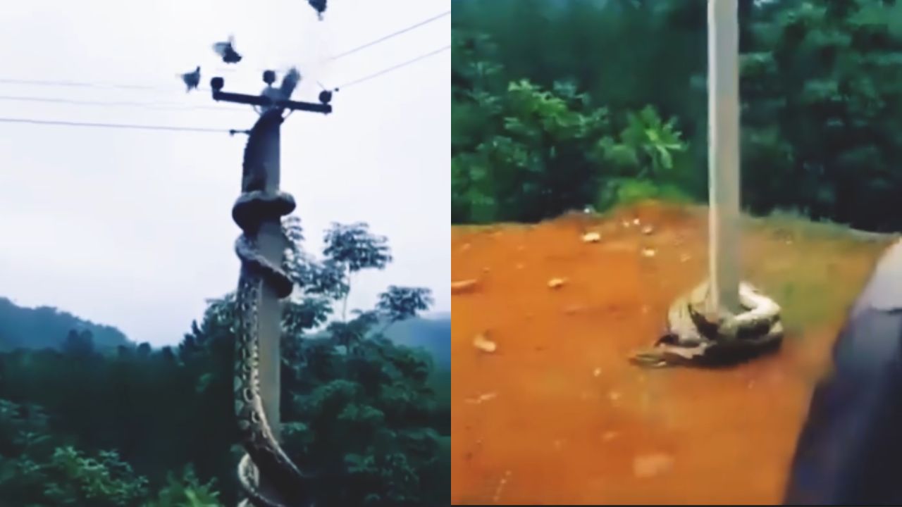 Vídeo: Serpiente muere electrocutada al intentar cazar un pájaro en un poste Imagen principal de Vídeo: Serpiente muere electrocutada al intentar cazar un pájaro en un poste