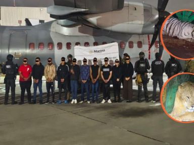 Imagen de Tigres y panteras entre los hallazgos tras operativo que dejó 20 detenidos del CJNG