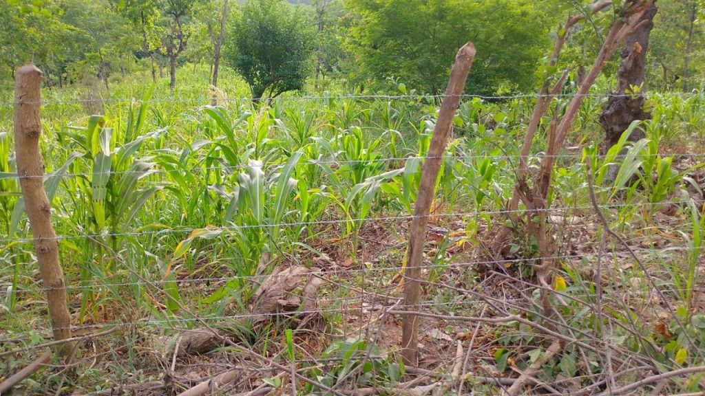 Imagen de cultivo afectado por la sequía.