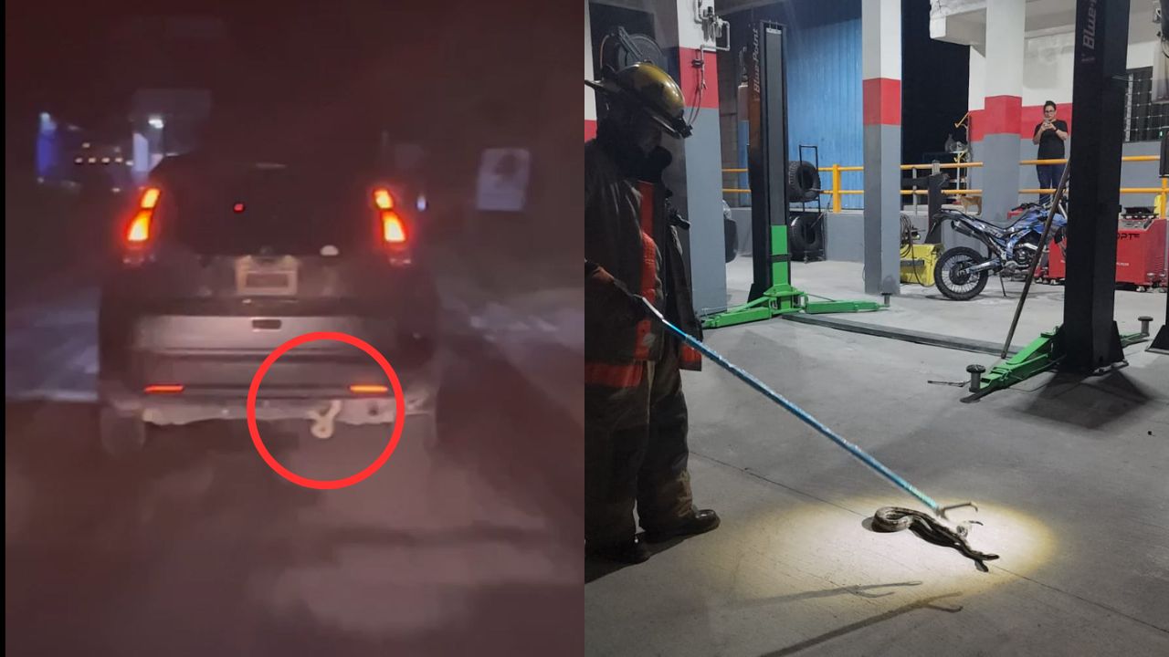 Firefighters Safely Remove a Boa from a Woman’s Pickup Truck