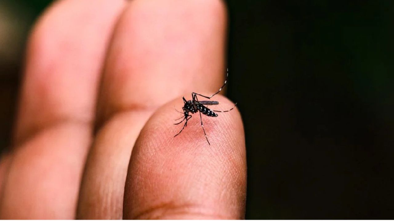Primer caso de chikungunya en Honduras: trailero regresó de Managua con síntomas Imagen principal de Primer caso de chikungunya en Honduras: trailero regresó de Managua con síntomas