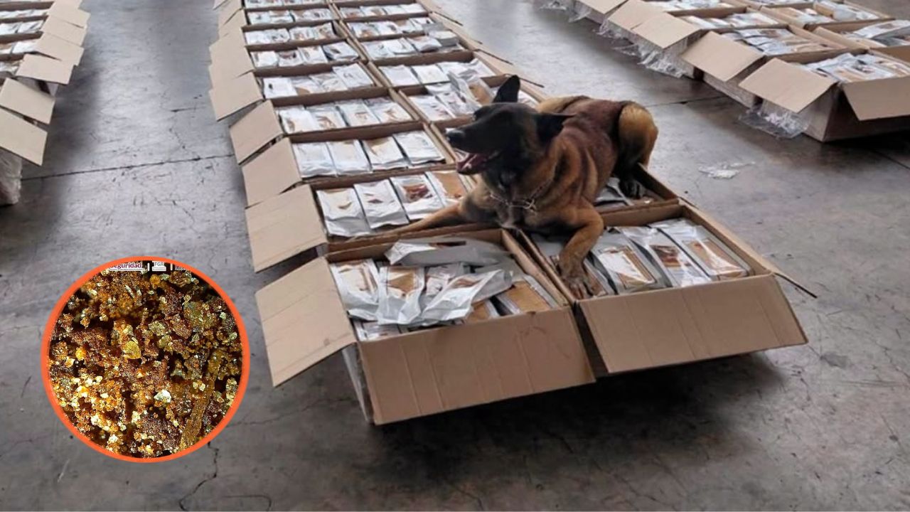 Un can detectó 1,077 kilos de cocaína iban mezclados con café tostado molido Imagen principal de Un can detectó 1,077 kilos de cocaína iban mezclados con café tostado molido