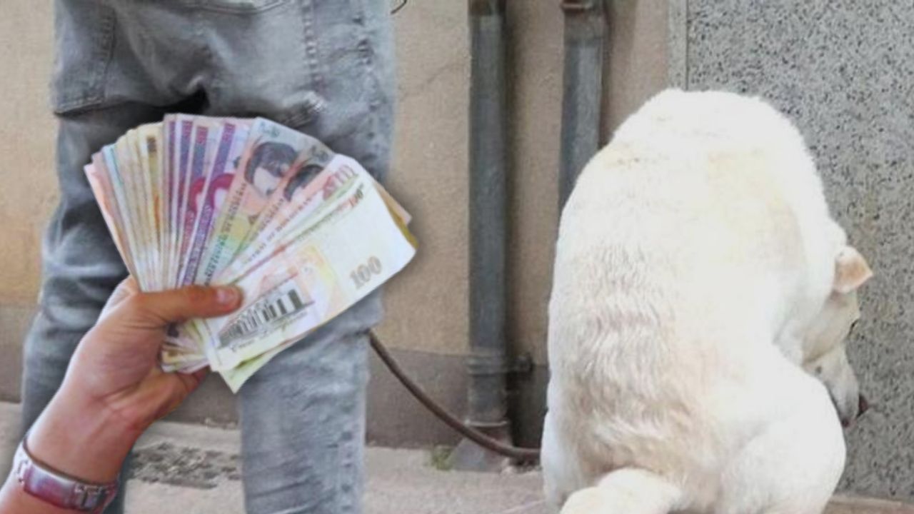 ¿Dónde denunciar si el perro de mi vecino hizo po** en mi propiedad? Así pueden multarlo Imagen principal de ¿Dónde denunciar si el perro de mi vecino hizo po** en mi propiedad? Así pueden multarlo