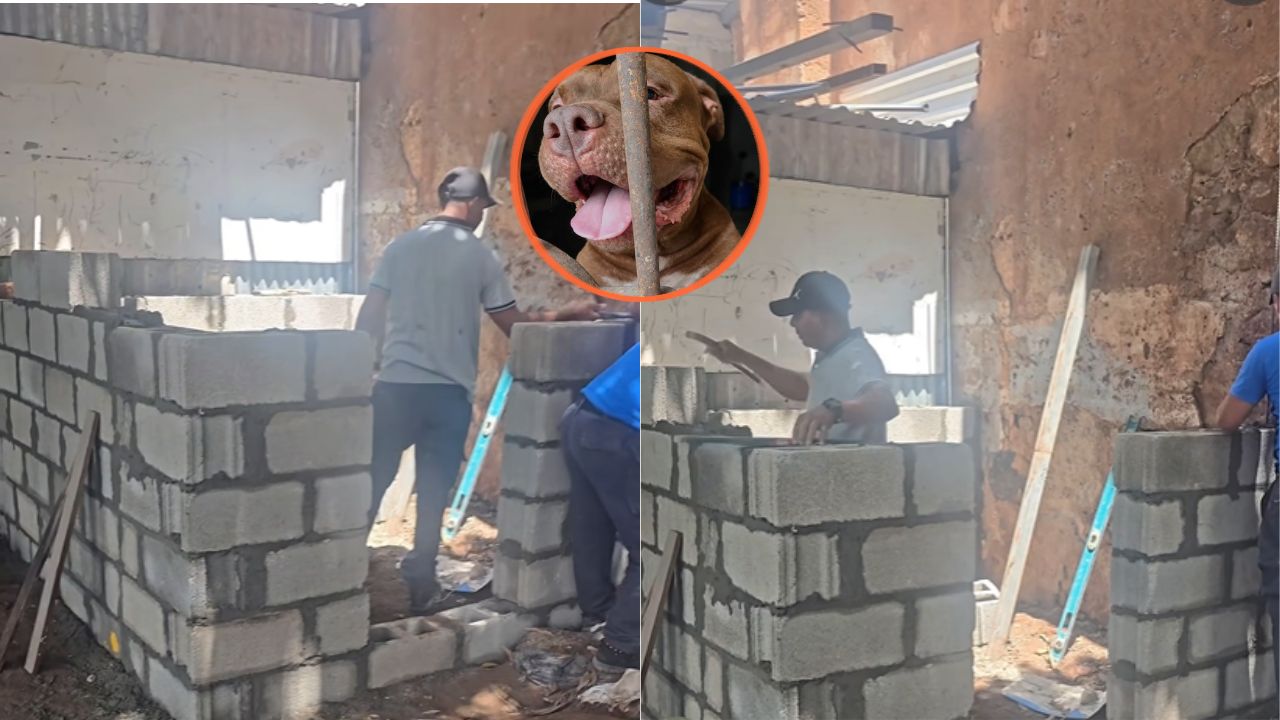Video: Así avanza la construcción del nuevo hogar de Zeus Imagen principal de Video: Así avanza la construcción del nuevo hogar de Zeus