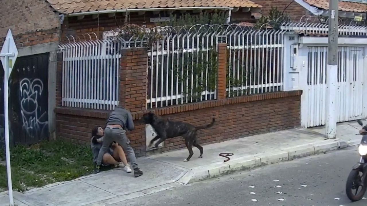 Vídeo | ¡Héroe de cuatro patas! Perro salvó a su dueño durante un asalto a mano armada Imagen principal de Vídeo | ¡Héroe de cuatro patas! Perro salvó a su dueño durante un asalto a mano armada