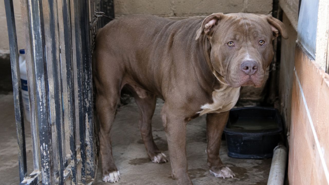 A esto se enfrentará una persona que mantenga a su perro en espacios inadecuados Imagen principal de A esto se enfrentará una persona que mantenga a su perro en espacios inadecuados