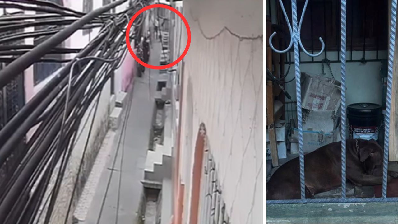 '¡Ay, Dios mío!': sale a la luz video de pitbull que mató a su dueño en el Hato Imagen principal de '¡Ay, Dios mío!': sale a la luz video de pitbull que mató a su dueño en el Hato