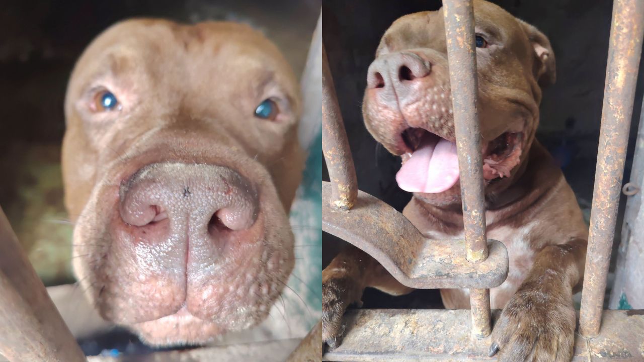 Zeus inicia una nueva etapa con rehabilitación y refugio temporal Imagen principal de Zeus inicia una nueva etapa con rehabilitación y refugio temporal