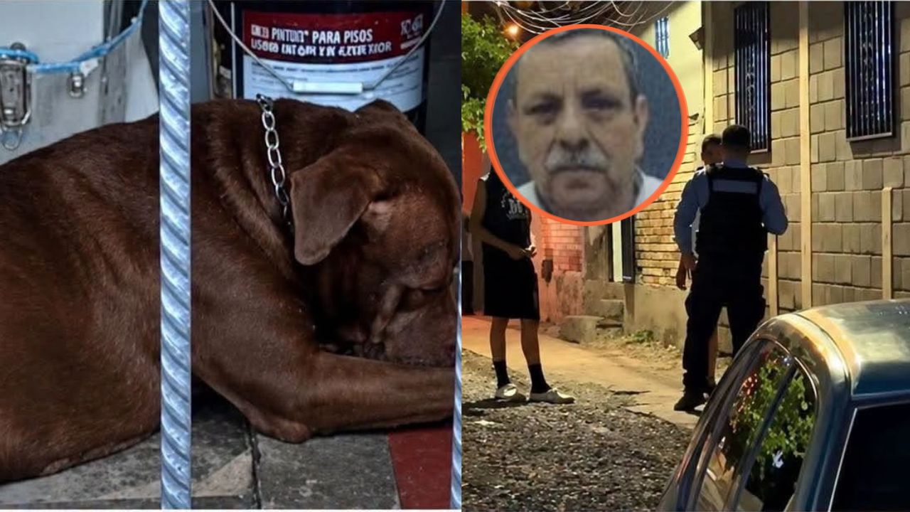 Imagen de 'Agresivo': vecinos describen el comportamiento de Zeus, el pitbull que atacó a padre e hijo