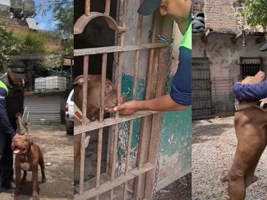 Imagen de Zeus avanza en su rehabilitación y revelan que tendrá su propio refugio