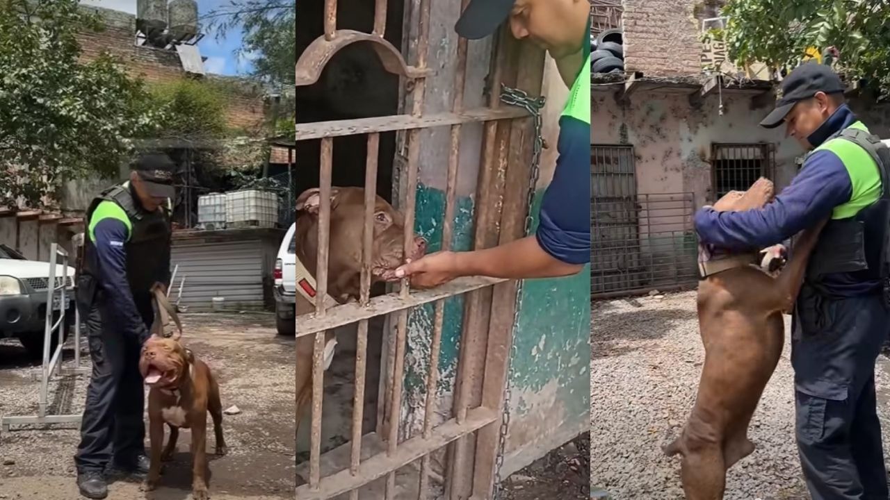 Zeus avanza en su rehabilitación y revelan que tendrá su propio refugio Imagen principal de Zeus avanza en su rehabilitación y revelan que tendrá su propio refugio