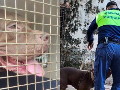 Imagen de Video: Así entrena 'Zeus' tras caso que generó conmoción en el Hato de Enmedio