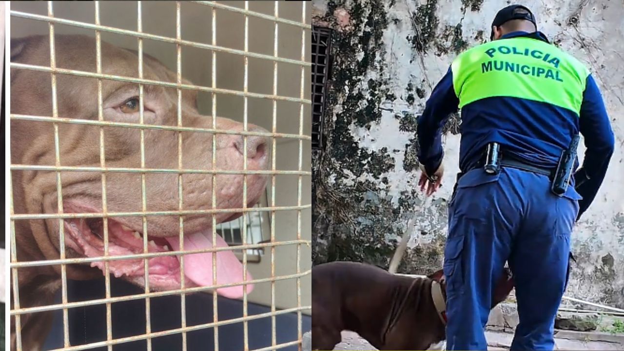 Video: Así entrena 'Zeus' tras caso que generó conmoción en el Hato de Enmedio Imagen principal de Video: Así entrena 'Zeus' tras caso que generó conmoción en el Hato de Enmedio