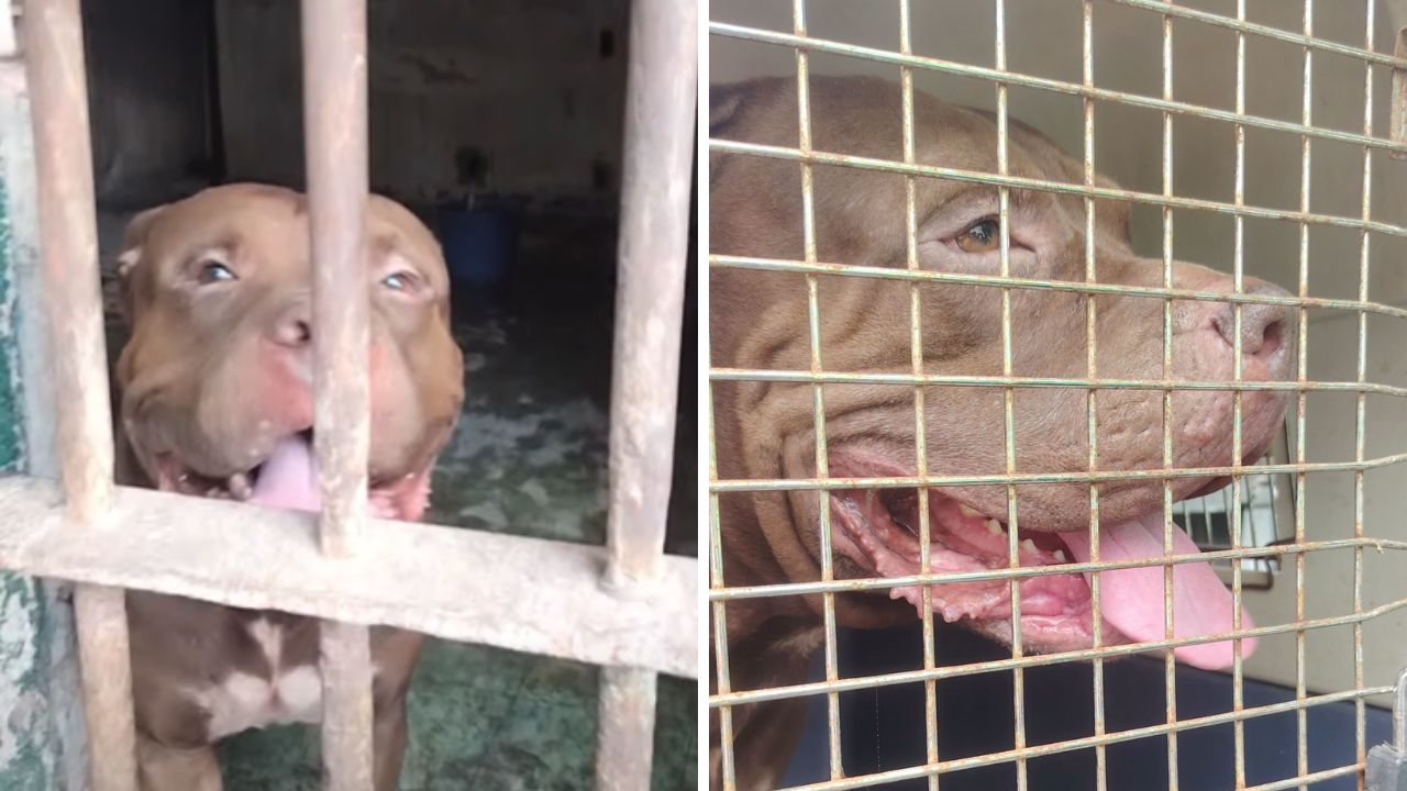 ¿Cuál es el estado de Zeus? Revelan cómo está el pitbull que atacó a su dueño en el Hato Imagen principal de ¿Cuál es el estado de Zeus? Revelan cómo está el pitbull que atacó a su dueño en el Hato