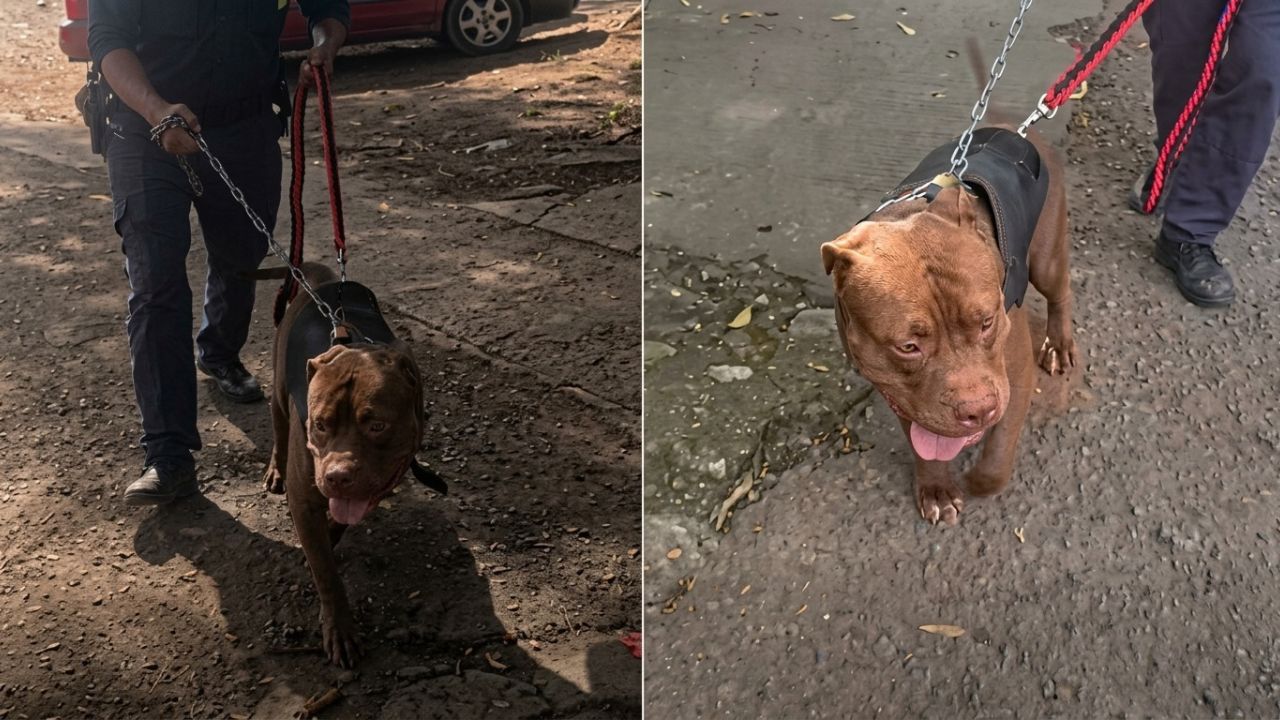 Nueva vida para Zeus: saldrá de 'prisión' y será entrenado para convertirse en policía Imagen principal de Nueva vida para Zeus: saldrá de 'prisión' y será entrenado para convertirse en policía