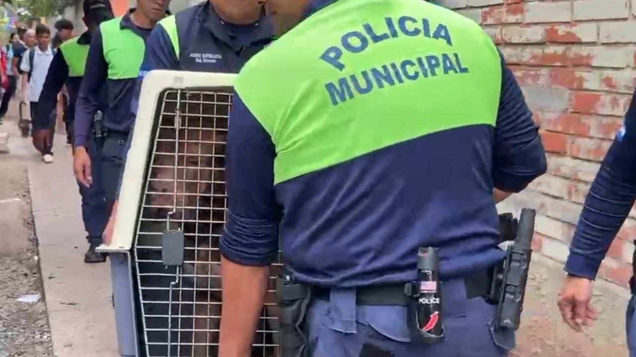 Imagen de 'Me duele ver a los animales así': este es el destino de Zeus tras mortal ataque en El Hato