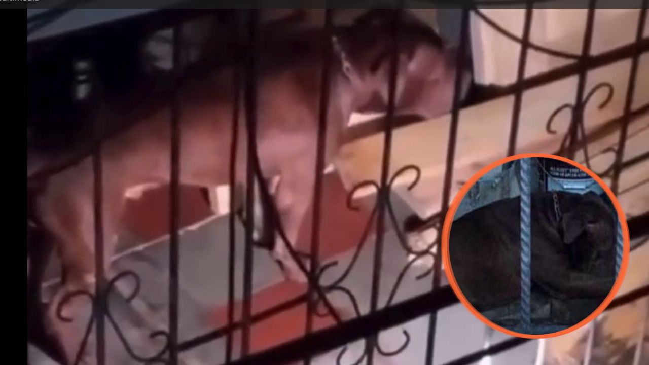 ¿Qué hicieron con Zeus? Esto pasó con el pitbull tras el fatal ataque a su dueño Imagen principal de ¿Qué hicieron con Zeus? Esto pasó con el pitbull tras el fatal ataque a su dueño