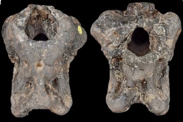 Foto del fósil por el cual se descubrió la especie de un nuevo dinosaurio en 2026