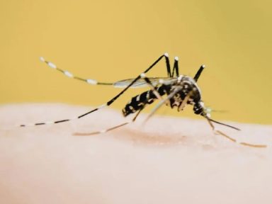 Imagen de Esto recomienda Salud ante reaparición de chikungunya en zonas que no tenían casos