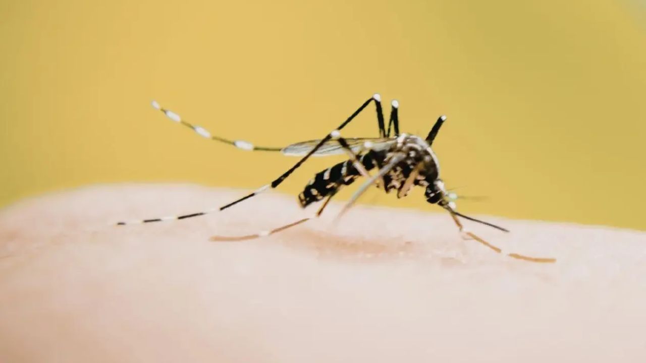 Esto recomienda Salud ante reaparición de chikungunya en zonas que no reportaban casos Imagen principal de Esto recomienda Salud ante reaparición de chikungunya en zonas que no reportaban casos