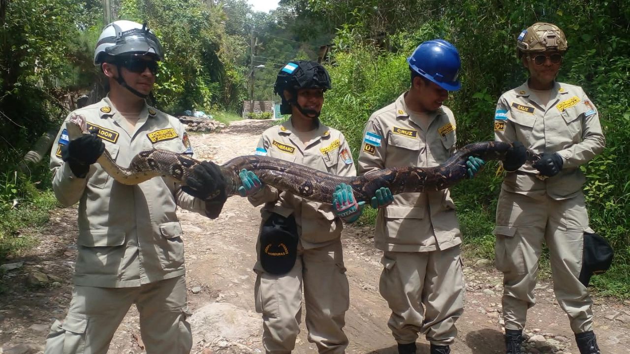 Impresionante hallazgo: enorme boa de 4 metros es rescatada en Carpintero Imagen principal de Impresionante hallazgo: enorme boa de 4 metros es rescatada en Carpintero