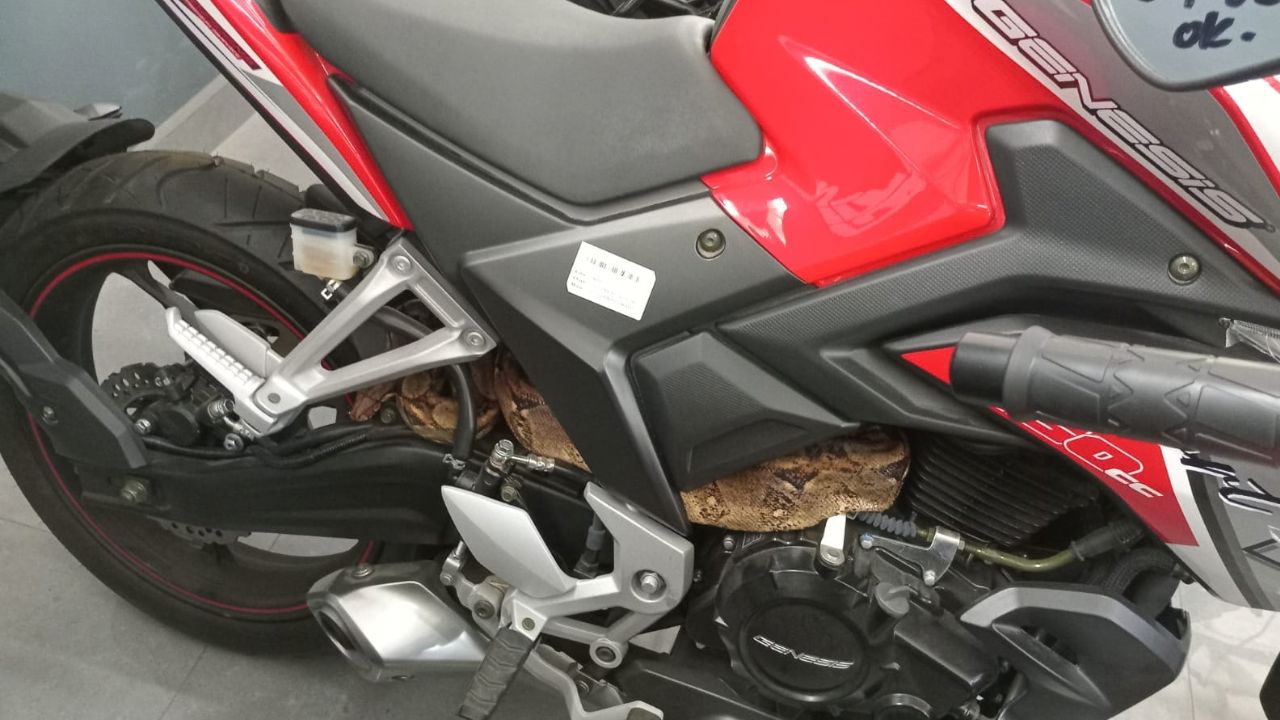 VÍDEO: Hallan a boa constrictor dentro de una moto en agencia en el Zamorano Imagen principal de VÍDEO: Hallan a boa constrictor dentro de una moto en agencia en el Zamorano
