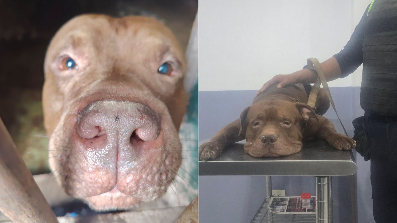 Zeus avanza en su recuperación y pasa por la castración Imagen principal de Zeus avanza en su recuperación y pasa por la castración
