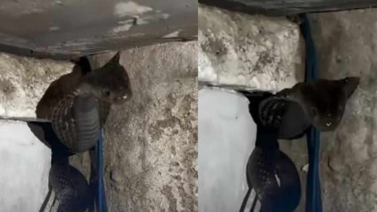 Video capta a cobra negra escondida entre cables de una casa Imagen principal de Video capta a cobra negra escondida entre cables de una casa
